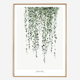 String of Pearls Botanics poster was £65