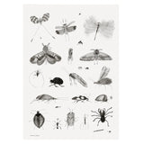 BUGS POSTER - 50x70 cm