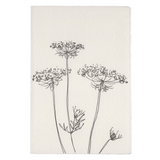 Scribble & Daub Queen Anne's Lace Card