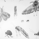 Fine Little Day Bugs Poster - 50x70 cm