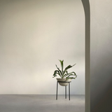 Audo Daiza Planter